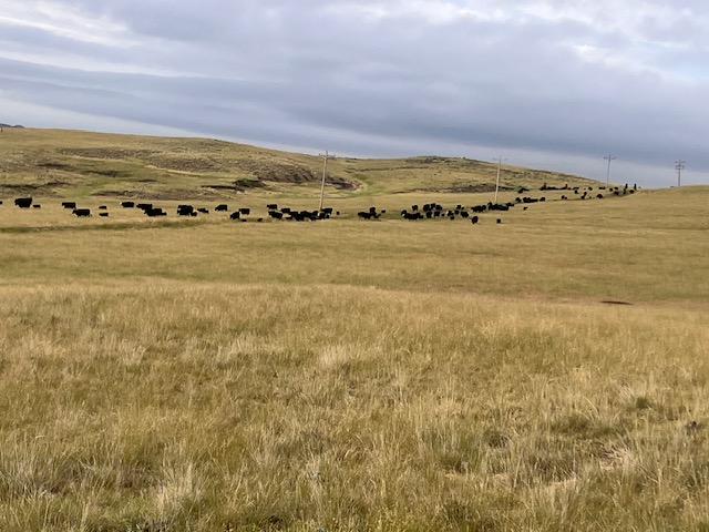 Agricultural drone spraying in Northern Wyoming ranch pasture with XAG P100 Pro drone