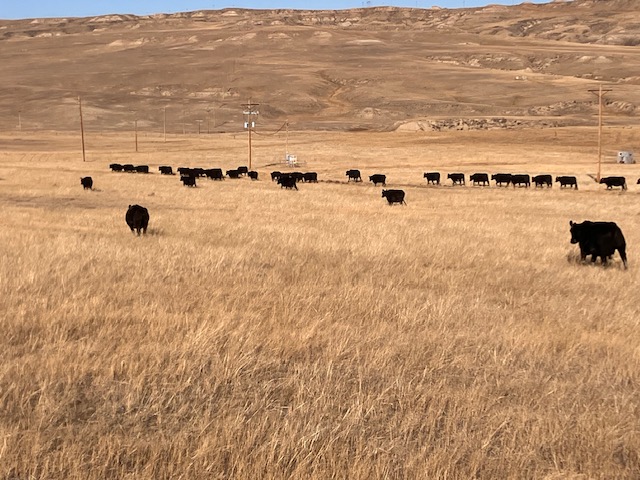 Drone weed control service flying over rolling hills near the Bighorn Mountains